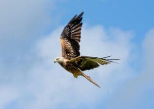 Featured Creature: Red kite