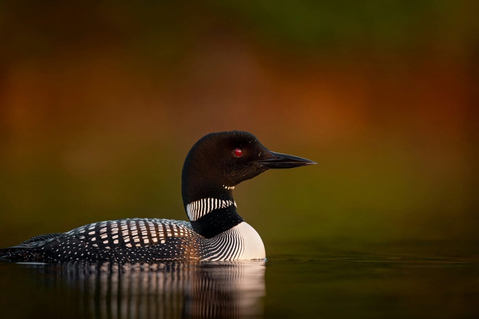 Featured Creature: Common Loon