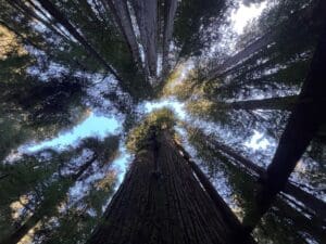 Featured Creature: Coast Redwood