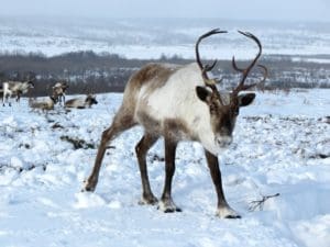 Featured Creature: Reindeer