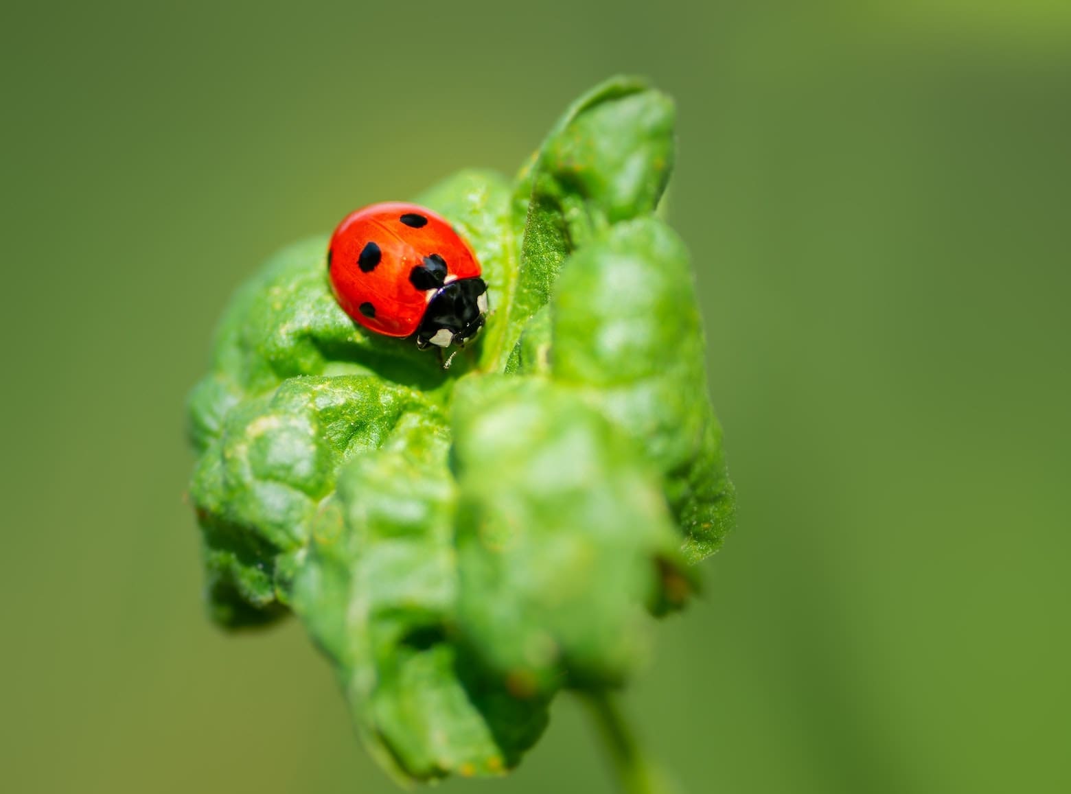 Featured Creature: Ladybug