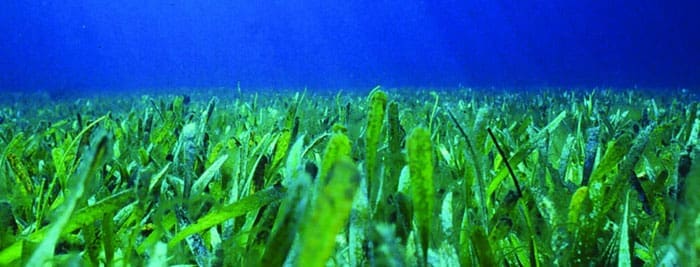 seagrass