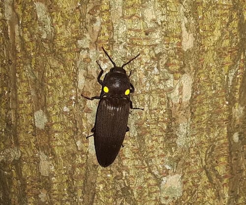 Featured Creature: Fire Click Beetle