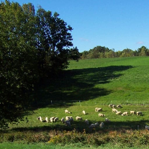 Without vast tracts of grasslands, what can we do in New England?