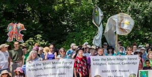 silver maple protest