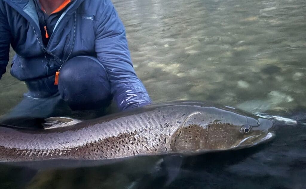 Telmen Fish Featured Creature: Siberian Taimen - Biodiversity for a Livable Climate