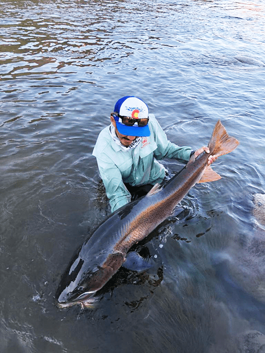 Featured Creature: Siberian Taimen