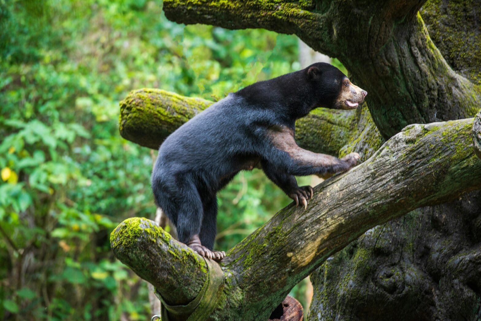 Featured Creature: Sun Bear