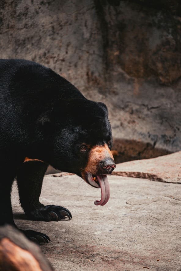 Featured Creature: Sun Bear - Biodiversity for a Livable Climate