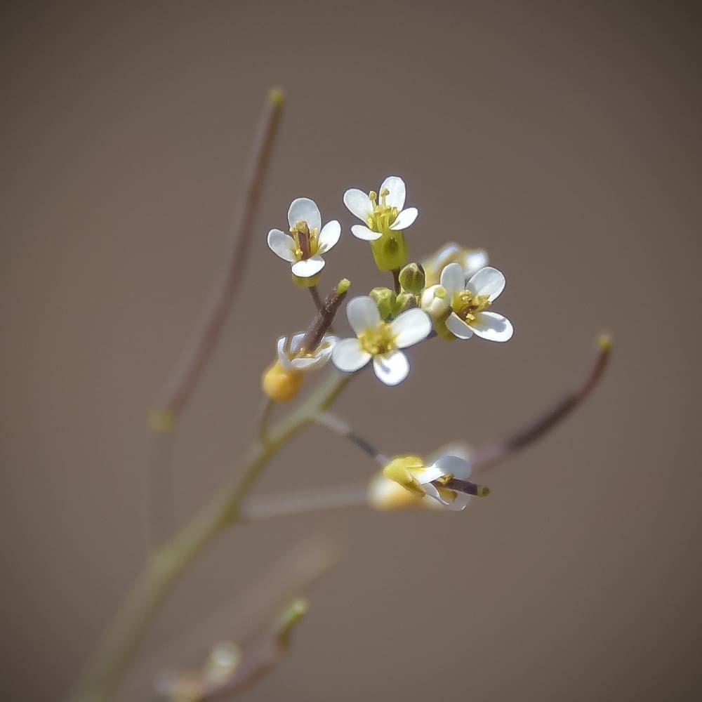 Featured Creature: Mouse-ear cress