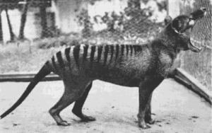 Featured Creature: Thylacine