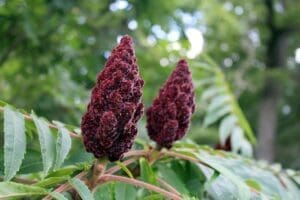 Featured Creature: Staghorn sumac