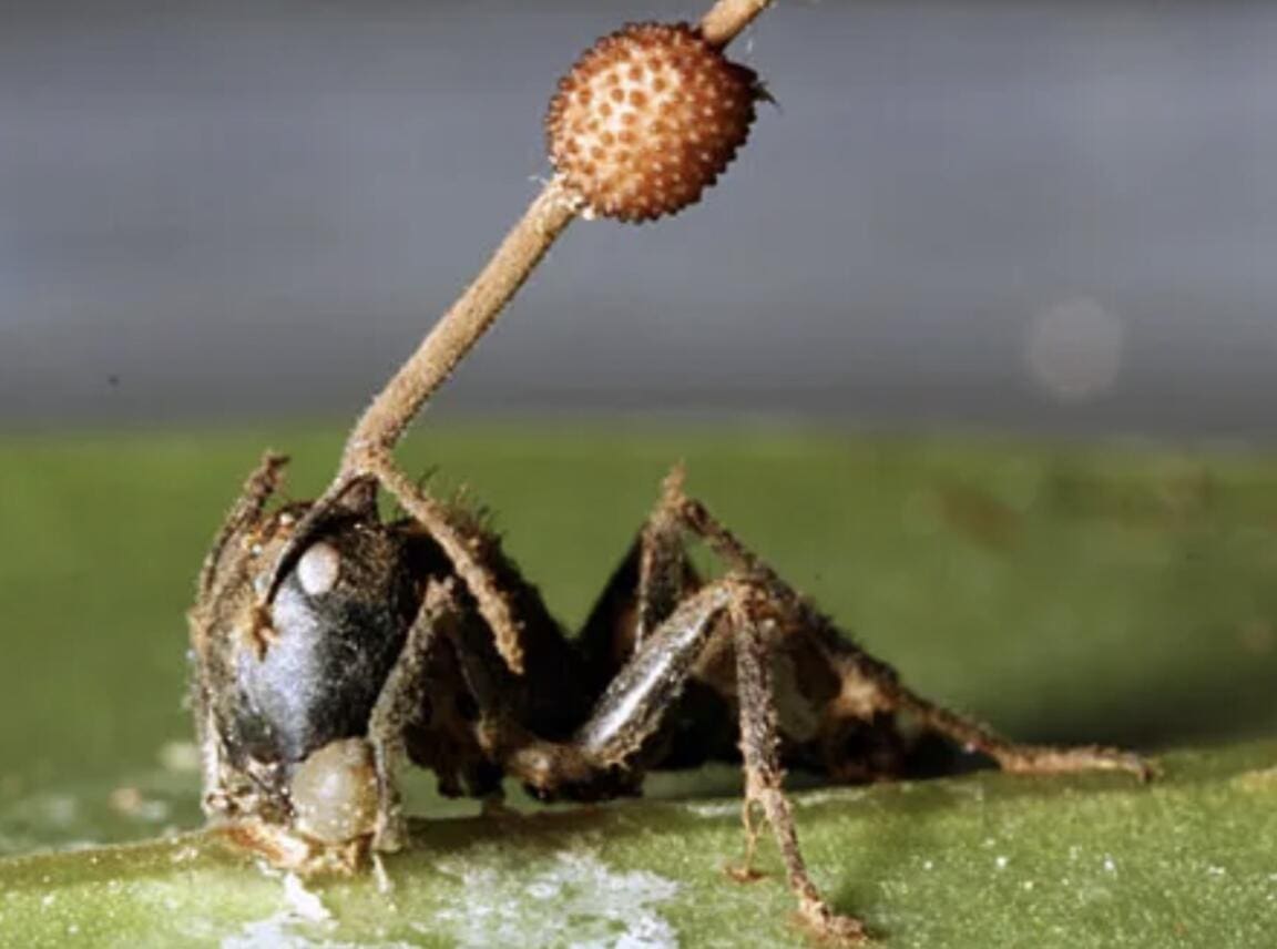 Featured Creature: Zombie Ant Fungus